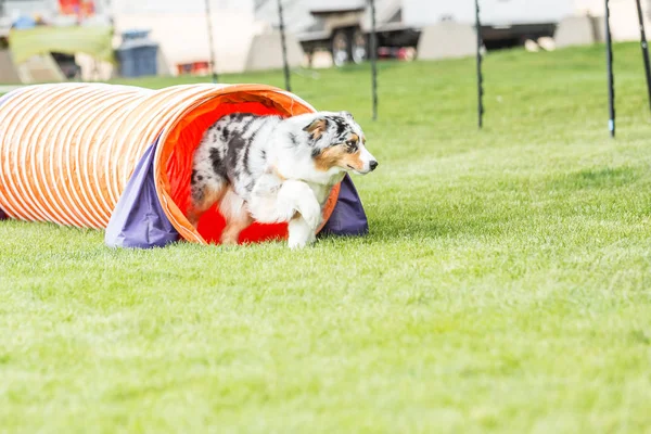 Perro en un concurso de agilidad establecido en un parque verde cubierto de hierba — Foto de Stock