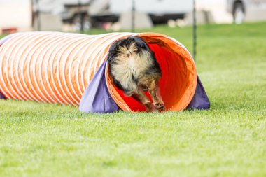 Köpek yeşil çimenli parkta kurmak bir çeviklik yarışma