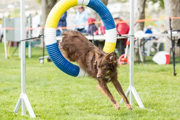 Cane in un concorso di agilità allestito in un parco verde erboso — Foto Stock