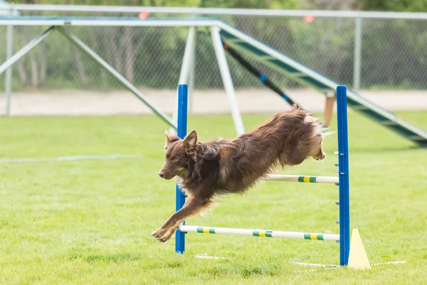 Hund bei einem Geschicklichkeitswettbewerb auf einer grünen Rasenfläche — Stockfoto