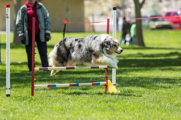Собака в змаганнях з спритності в зеленому трав'яному парку — стокове фото
