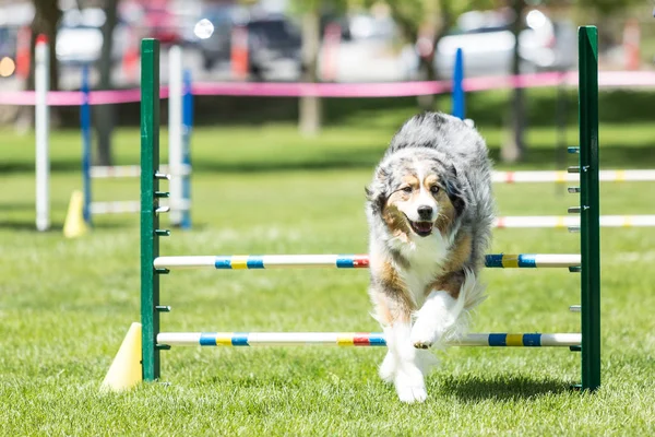 犬の敏捷性の競争緑豊かな芝生公園に設置 — ストック写真