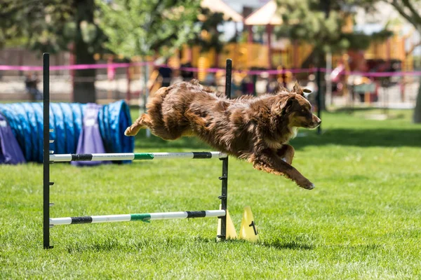 Hund bei einem Geschicklichkeitswettbewerb auf einer grünen Rasenfläche — Stockfoto