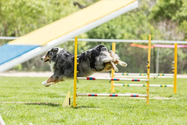 Hund bei einem Geschicklichkeitswettbewerb auf einer grünen Rasenfläche — Stockfoto