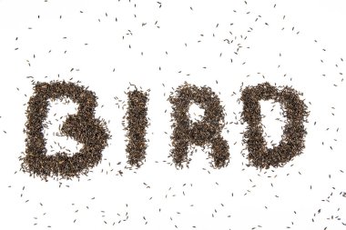 Thistle tohum kuş büyü için kullanılan 