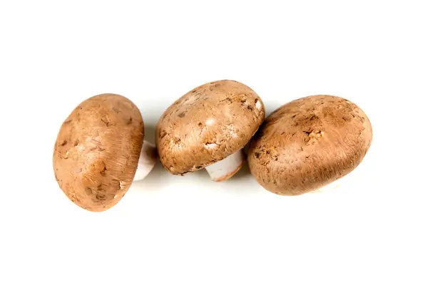 Funghi bianchi freschi — Foto Stock