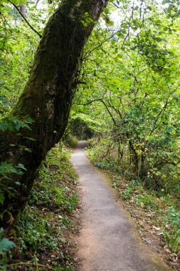 Yeşil orman ile yol iz