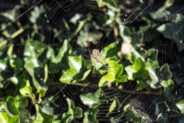 Orb Weaver Örümceği Web 'de