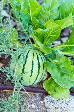 Marul yaprakları ve bahçedeki sulama çizgileri arasına yerleştirilmiş kavun.