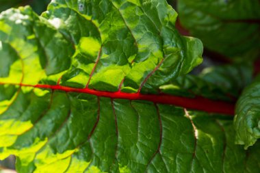 Kırmızı ve yeşil damarlı kabak yaprakları güneş tarafından aydınlatılır.