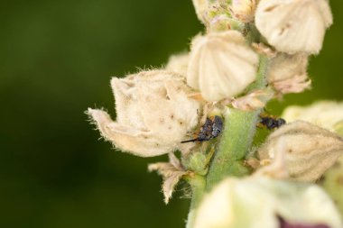 Çiçek çalılarının arasında çiftleşen küçük buğday bitleri.
