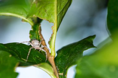 Büyük gri örümcek yeşil yaprakların arasına saklanır ve avını bekler.