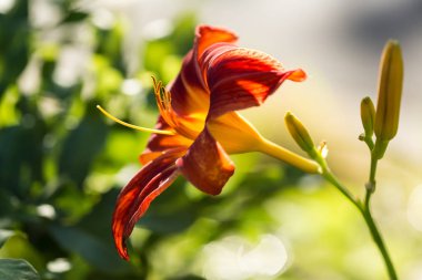 Kırmızı ve turuncu sarı büyük çiçek ve yeşil arka plan