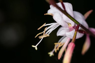 Küçük pembe tüylü makro tomurcuklar ve koyu arkaplanı olan beyaz bir çiçek.