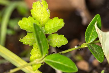 Siyah karıncalar yeşil bir sopayla yuvaya yumurta taşıyorlar.