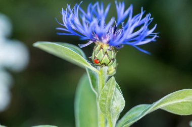 Dikenli, mavi çiçek açan, üzerinde dişi bir böcek gizlenmiş.