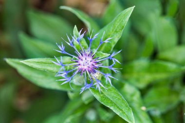 Dikenli mavi çiçek açan yeşil bir arka planda