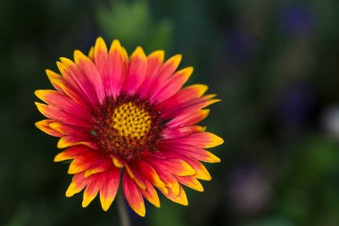 Koyu arkaplanda açan kırmızı güneş örtüsü çiçeği