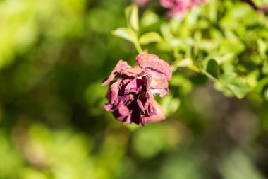 Çalının üzerinde kurumuş ve kurumuş güller var.