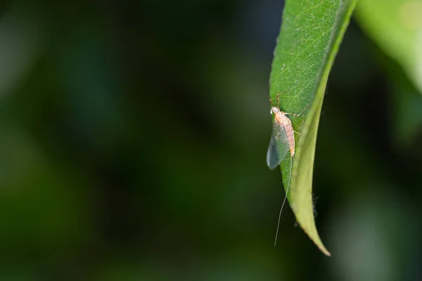 Può Volare Poggia Una Foglia Verde Con Uno Sfondo Scuro — Foto Stock