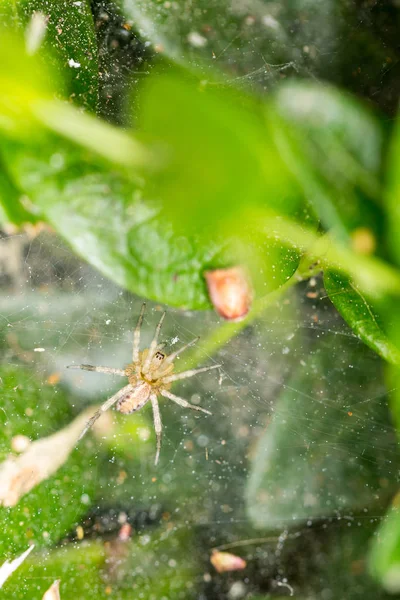 Ragno Giallo Nero Una Tela All Interno Cespuglio Verde — Foto Stock