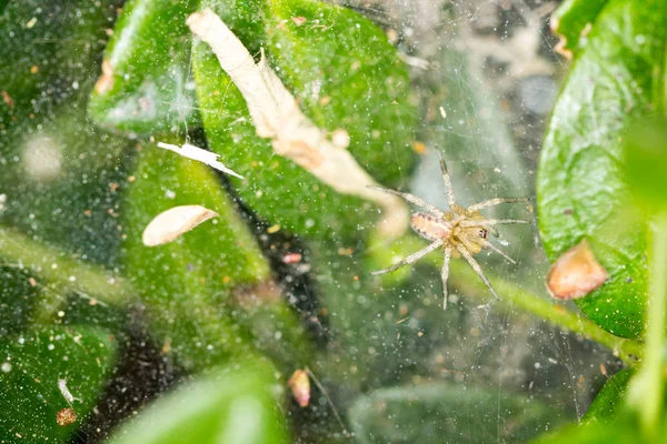 Gelbe Und Schwarze Spinne Auf Einem Netz Einem Grünen Strauch — Stockfoto