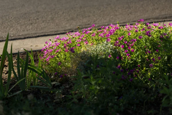 许多紫色背光的小花在街道旁边绽放 — 图库照片