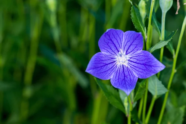 Blaue Blume Mit Violetten Adern Und Spitzen Blütenblättern Makro — Stockfoto