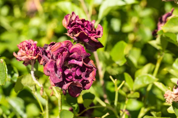 Abgestorbene Rosen Noch Strauch Verwelkt Und Getrocknet — Stockfoto