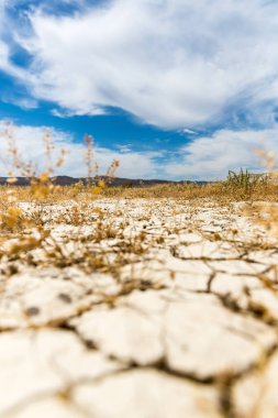 Kuru çöl çamuru ve bitkiler susuzluktan ölüyor.