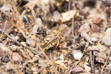 Yazın gizlenmiş çekirge otların arasına karışıyor.