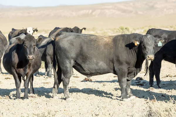 Free range cows grazing next to the Black Rock desert — Stock Photo, Image