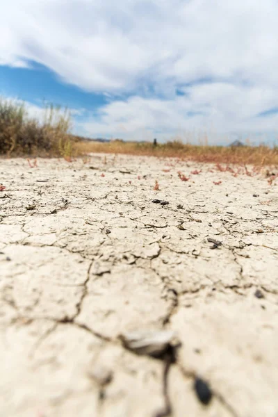 乾燥した砕いた砂漠の泥や植物が渇きで死ぬ — ストック写真