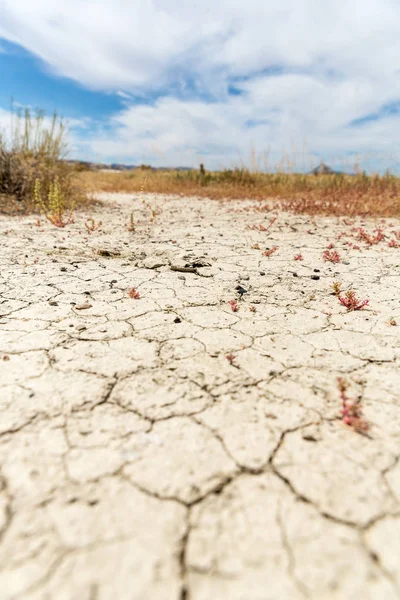 乾燥した砕いた砂漠の泥や植物が渇きで死ぬ — ストック写真