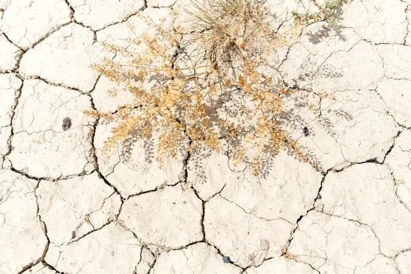 Lama Seca Deserto Rachada Uma Planta Moribunda — Fotografia de Stock