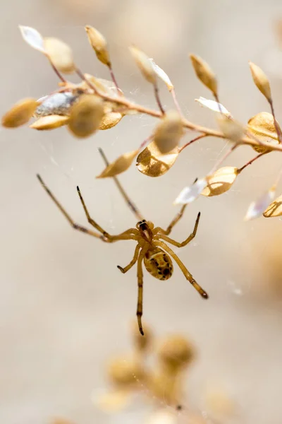 Gelbe Spinne Hängt Der Wüste Sägeblatt — Stockfoto