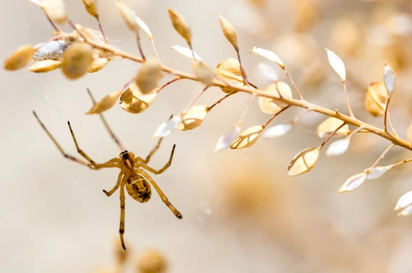 Ragno Giallo Appeso Sagebrush Nel Deserto — Foto Stock