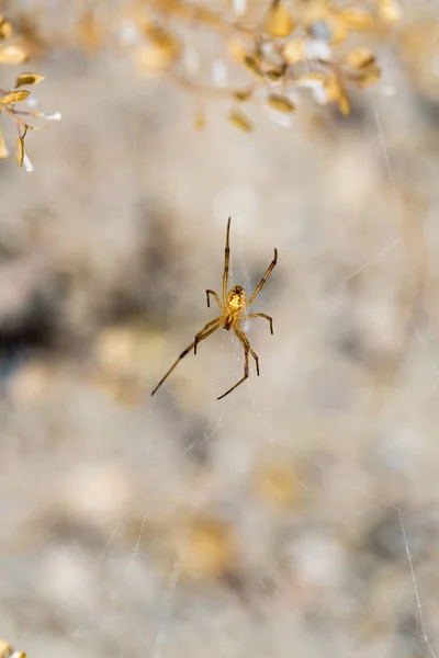 Yellow Spider Hanging Sagebrush Desert — 스톡 사진