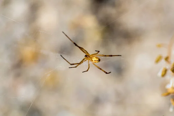 Aranha Amarela Pendurada Sagebrush Deserto — Fotografia de Stock