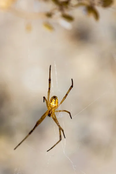 Yellow Spider Hanging Sagebrush Desert — Stock Photo, Image