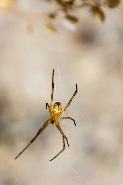 Aranha Amarela Pendurada Sagebrush Deserto — Fotografia de Stock