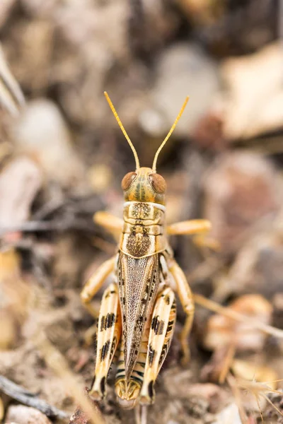 Camouflaged Grasshopper Summer Blending Iwth Grass — Stock Photo, Image