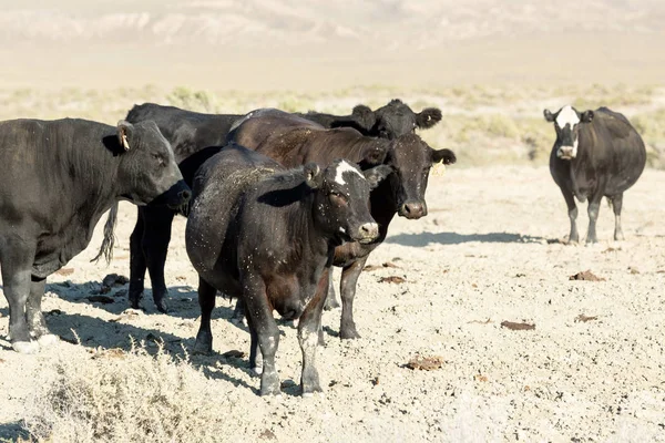 Kühe Grasen Neben Der Schwarzen Felswüste — Stockfoto