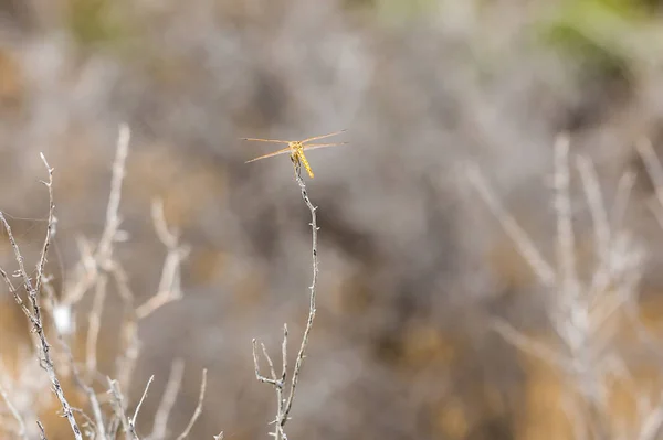 Orange dotted dragonfly perched on a thin stick