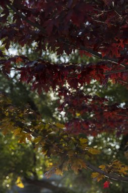 Sonbaharda yeşil ağaçlarda sonbahar kırmızı yaprakları