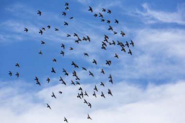 Güvercinler birlikte parlak mavi bulutlu gökyüzüne kaçarlar.