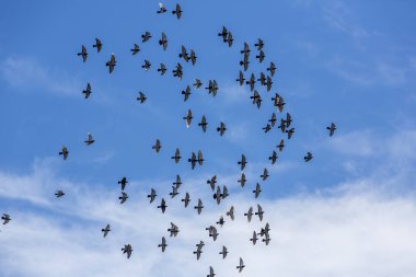 Güvercinler birlikte parlak mavi bulutlu gökyüzüne kaçarlar.