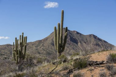 Saguaro kaktüsleri çöl ve dağlarla kaplı.