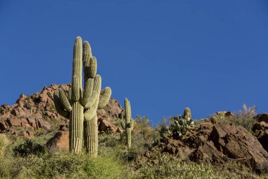 Kuru çöl arkası kaktüsü ve kayaları olan Saguaro kaktüsü.
