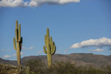 Kuru çöl arkası kaktüsü ve kayaları olan Saguaro kaktüsü.